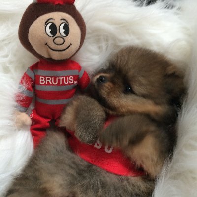 Brutus